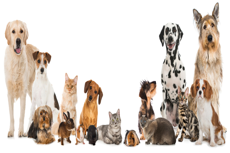 Pet Insurance in California, Arizona, Washington & Oregon | JSSR Insurance Agency